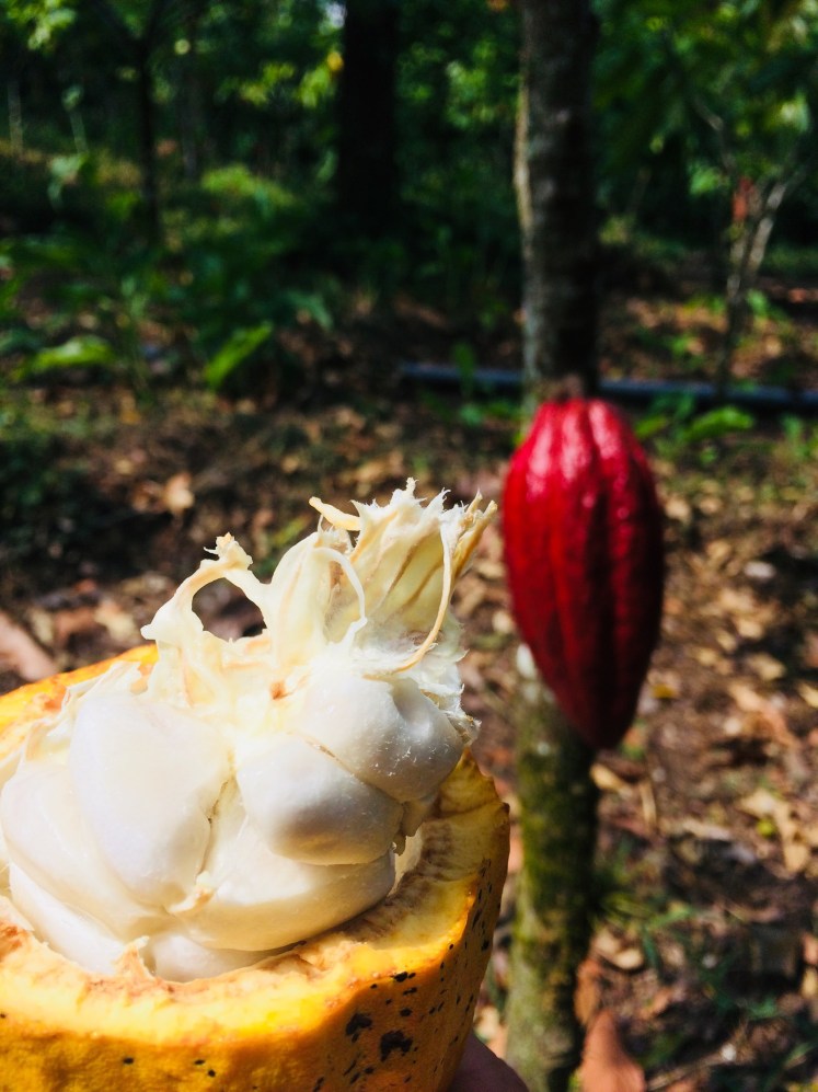 819452EC-F292-4F53-9441-3EBA2513A830